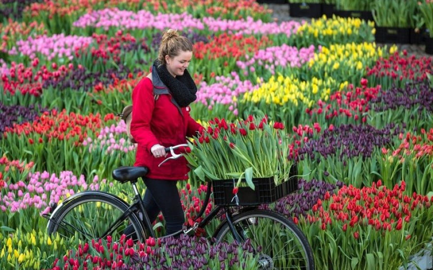 Du lịch Hà Lan - Khám phá vùng đất thơ mộng tràn ngập sắc hoa tulip