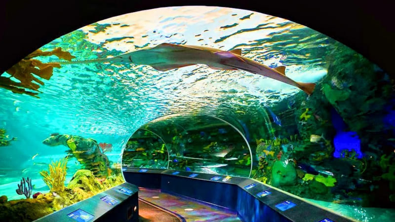 du lịch canada Khám phá thủy cung Ripley’s Aquarium ở xứ sở lá phong đỏ