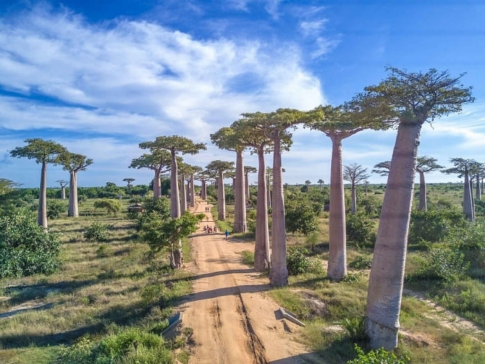 du lịch châu phi hoang dã Đại lộ Bao Báp ở Madagascar là một địa điểm nổi tiếng ở Châu Phi với những cây khổng lồ và ấn tượng