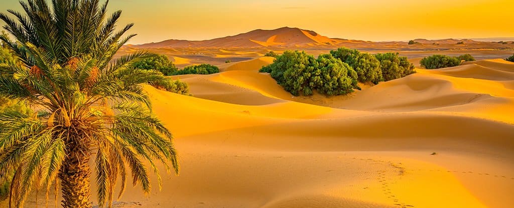 sa mạc sahara Thảm thực vật ở sa mạc Sahara phong phú và đa dạng