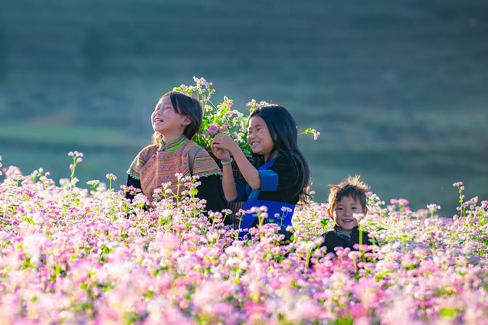 du lịch mùa đông Mùa hoa tam giác mạch nở rộ gây thương mỗi khi du lịch Hà Giang những ngày đông
