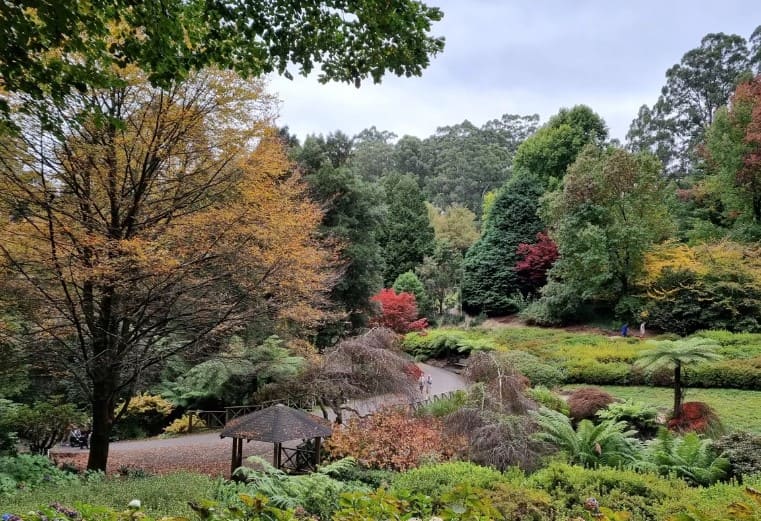 mùa thu ở melbourne Dandenong Ranges - “thiên đường xanh” của Melbourne thay màu lá