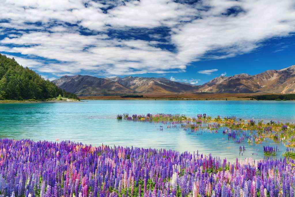 tekapo lake Tekapo Lake nằm ở đảo Nam New Zealand cách Christchurch khoảng 3 giờ lái xe