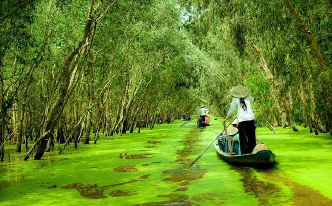 Rừng Tràm Trà Sư - Bức tranh thiên nhiên thơ mộng của An Giang