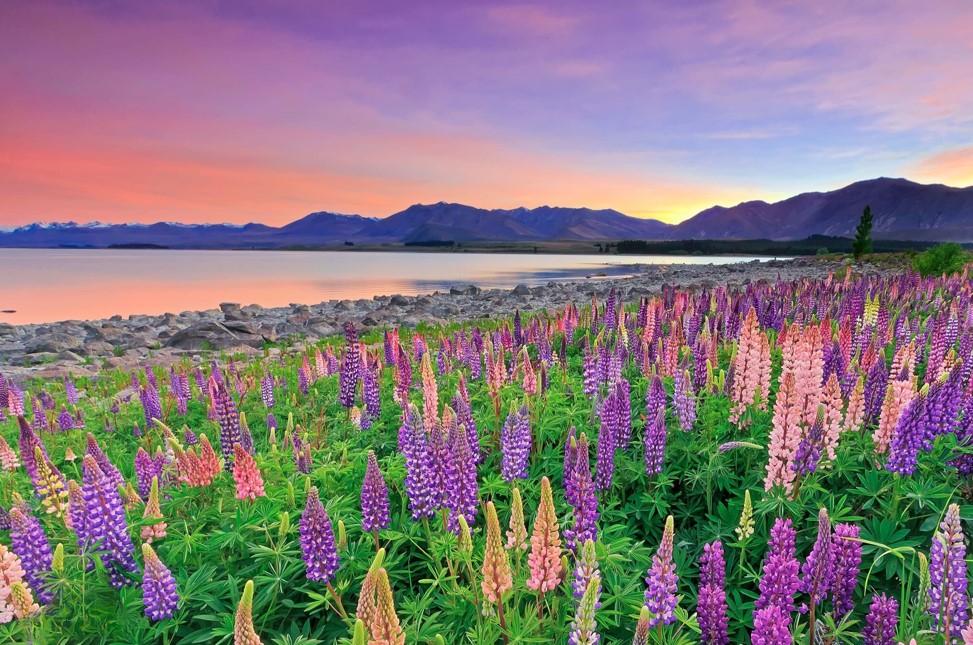 tekapo lake Ghé thăm hồ Tekapo vào tháng 11 đến tháng 12 được ngắm nhìn thảm hoa Lupin rực rỡ sắc tím đang nở rộ