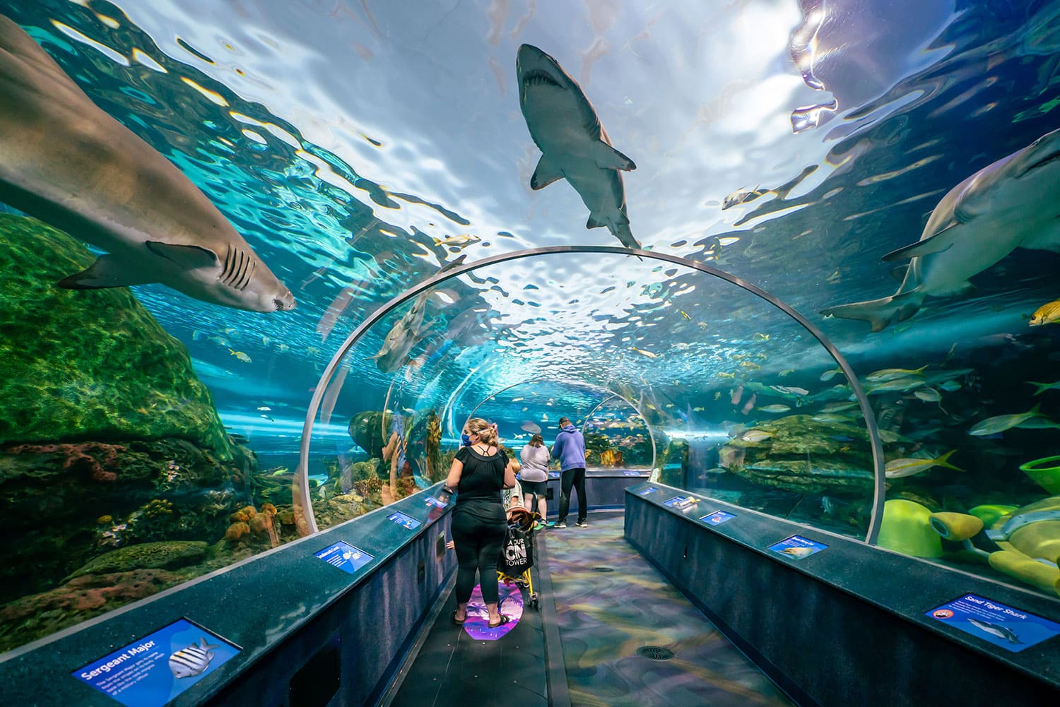 Thủy cung Ripley’s Aquarium – khám phá lòng đại dương ngay giữa Toronto