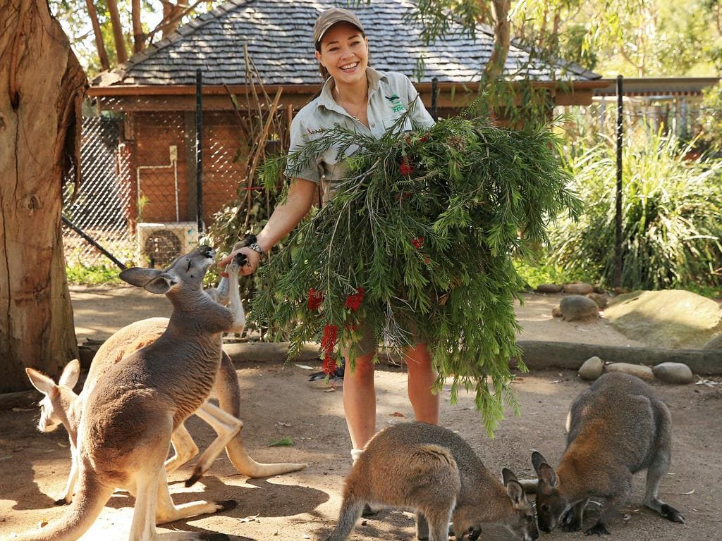 Ghé thăm vườn bách thú Taronga nổi tiếng ở Sydney