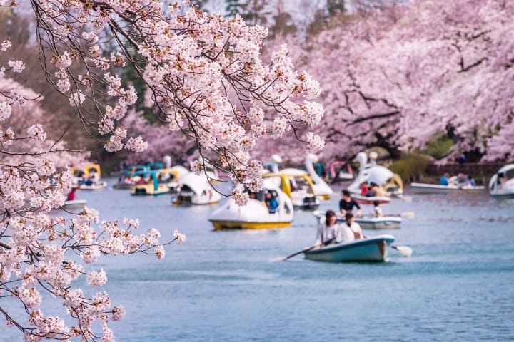 mùa hoa anh đào nhật bản Công viên Inokashira nổi bật với hồ nước thơ mộng và hàng cây anh đào nở rộ mỗi mùa xuân