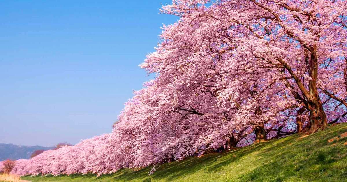 mùa hoa anh đào nhật bản Công viên Yodogawa Kasen mùa hoa anh đào hút hồn du khách với khung cảnh thơ mộng dọc bờ sông