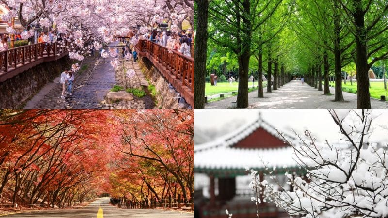 Du lịch Hàn Quốc mùa nào đẹp nhất? Gợi ý thời điểm lý tưởng cho bạn!