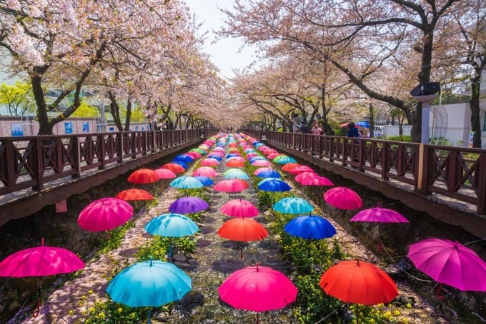 mùa hoa anh đào hàn quốc Gyeongsang rực rỡ với những cánh hoa anh đào nở rộ vào mùa xuân
