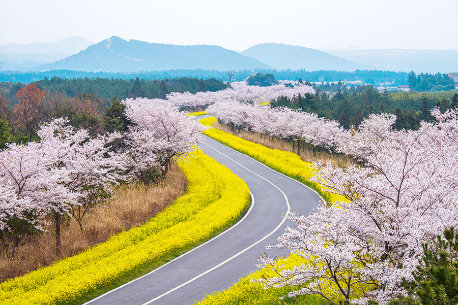 mùa hoa anh đào hàn quốc Lễ hội hoa anh đào đảo Jeju nổi bật với vẻ đẹp tuyệt vời của những cây anh đào khoe sắc