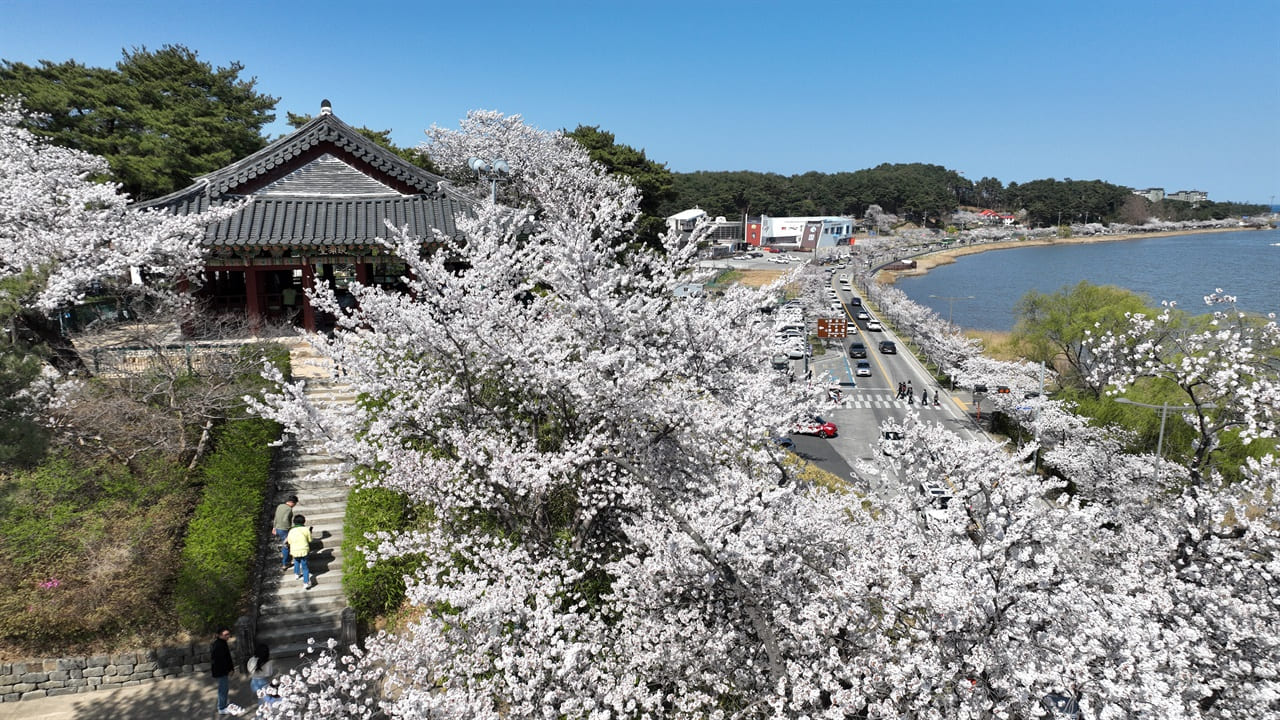 mùa hoa anh đào hàn quốc Gangwon-do bừng sáng trong mùa hoa anh đào Hàn Quốc, với vẻ đẹp nên thơ giữa núi non hùng vĩ