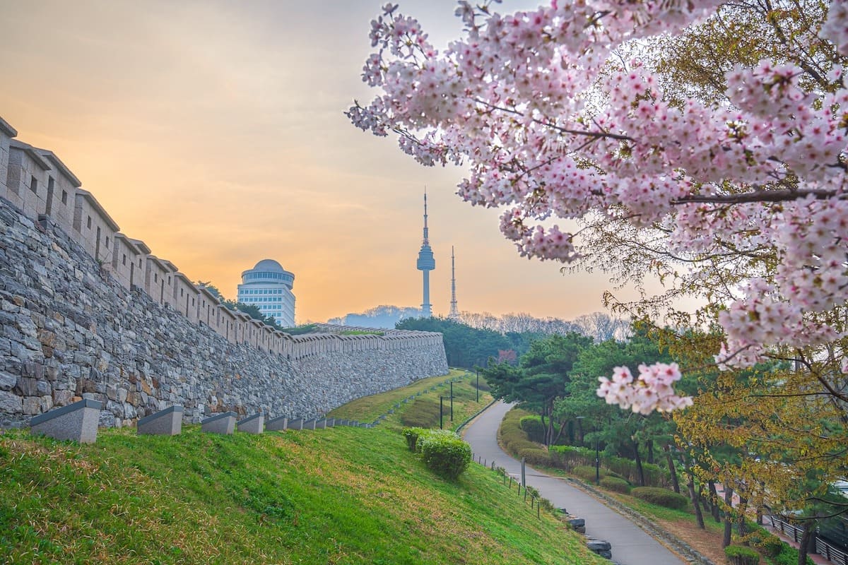 mùa hoa anh đào hàn quốc Tháp Namsan trở nên thơ mộng khi mùa hoa anh đào Hàn Quốc phủ kín lối đi