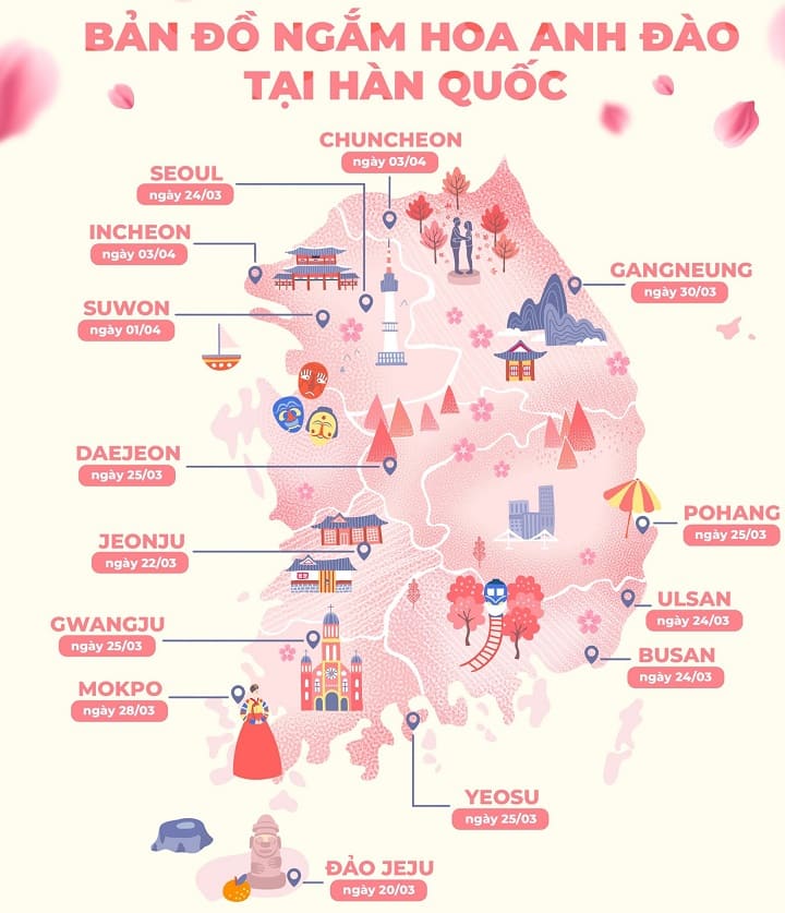 mùa hoa anh đào hàn quốc Thời gian nở hoa anh đào tại Hàn Quốc thường diễn ra từ cuối tháng 3 đến giữa tháng 4