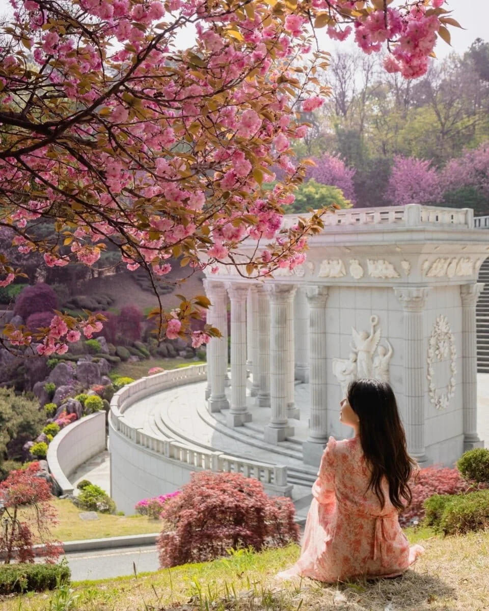 mùa hoa anh đào hàn quốc Trường Đại học Kyung Hee rực rỡ với sắc hồng trắng của hoa anh đào mỗi độ xuân về