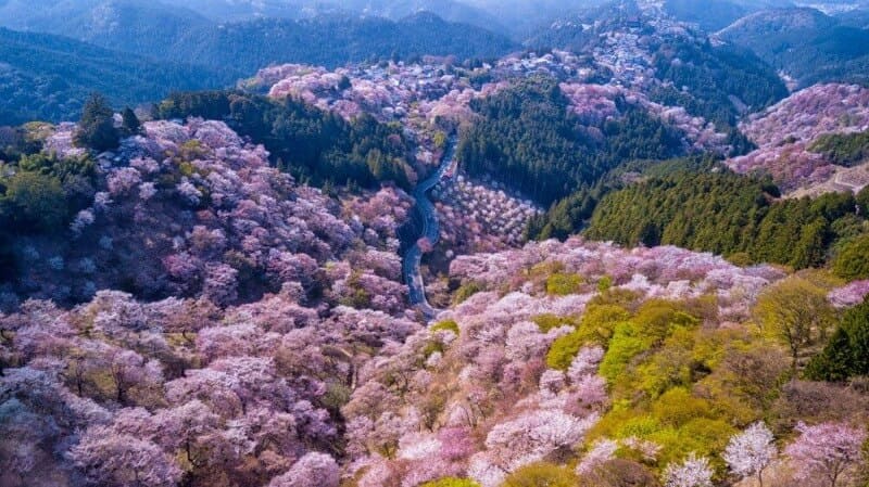 mùa hoa anh đào nhật bản Yoshino, Kansai là điểm đến tuyệt vời để ngắm hàng nghìn cây anh đào nở rộ ở Nhật Bản