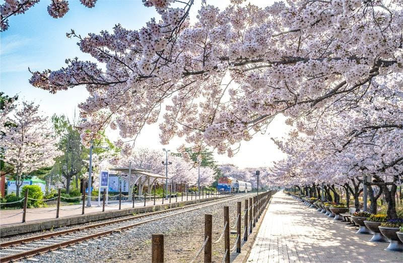 Jinhae rực rỡ mỗi mùa xuân với sắc hồng hoa anh đào đẹp như tranh vẽ
