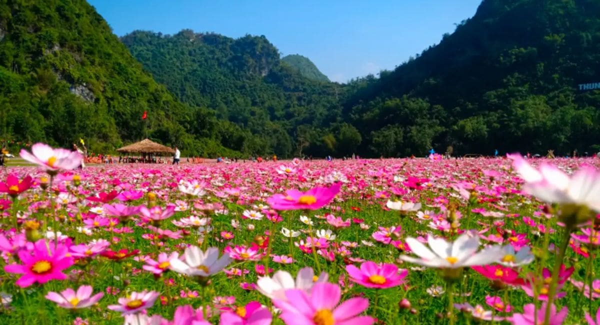 Thung lũng hoa Bắc Sơn – bức tranh thiên nhiên rực rỡ giữa núi non hùng vĩ