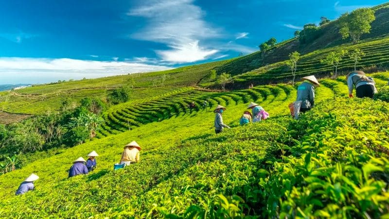 đồi chè cầu đất Khám phá quy trình sản xuất trà tại đồi chè Cầu Đất, từ hái lá đến thành phẩm thơm ngon