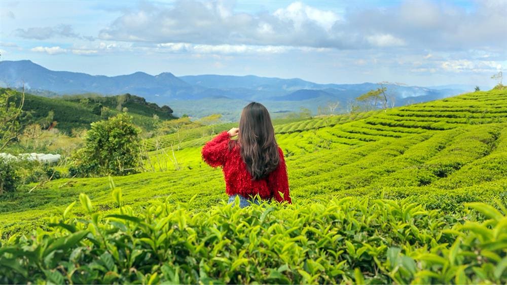 đồi chè cầu đất Chiêm ngưỡng đồi chè xanh bạt ngàn, tận hưởng vẻ đẹp yên bình của thiên nhiên