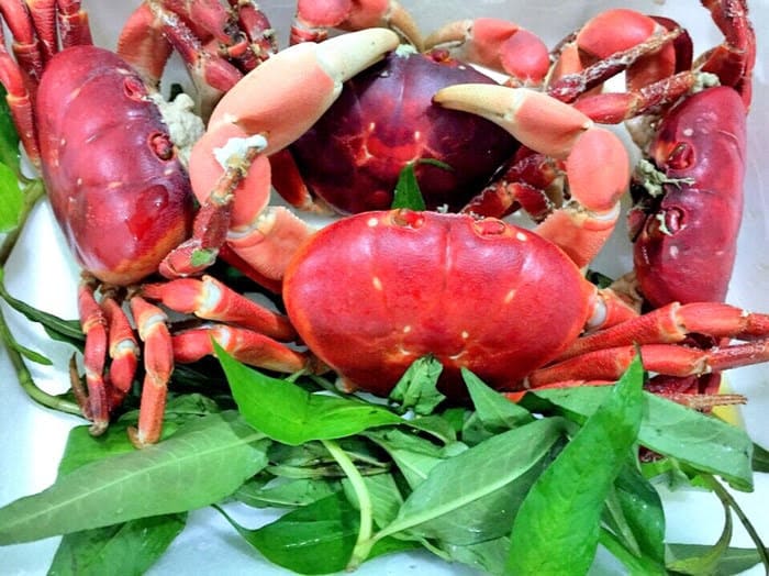 đảo lý sơn Cua dẹt Lý Sơn nhỏ nhưng thịt chắc, ngọt và đậm đà hương biển