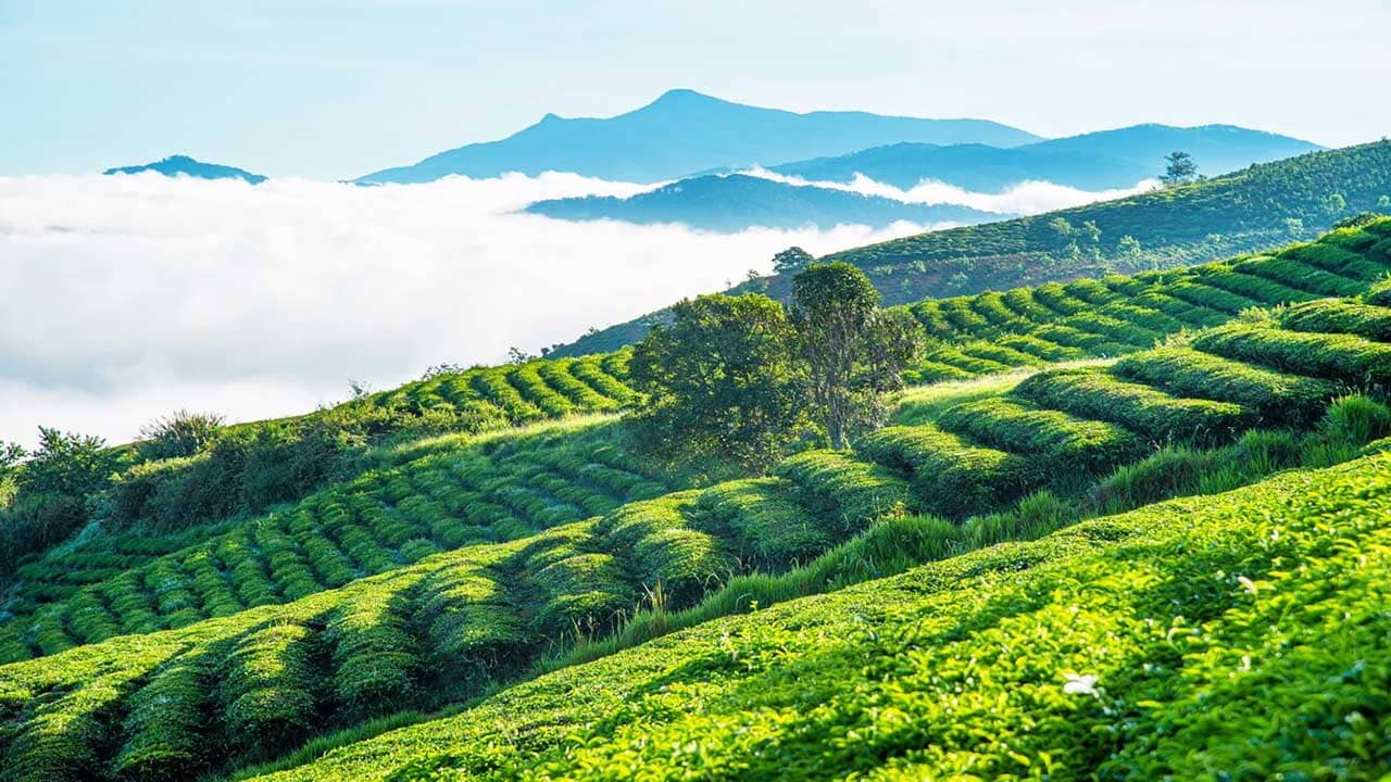 đồi chè cầu đất Đồi chè Cầu Đất – thiên đường xanh mướt giữa cao nguyên Đà Lạt
