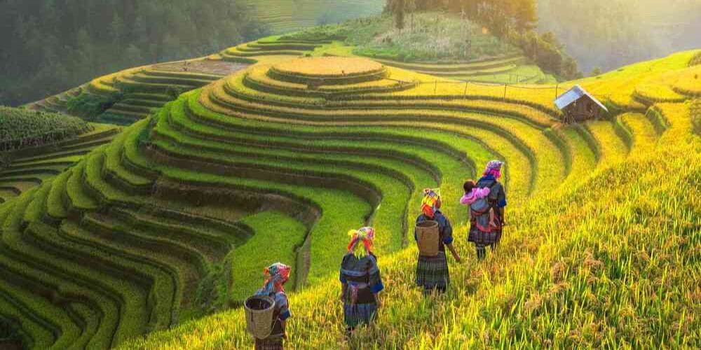 Sapa đẹp quanh năm, nhưng lý tưởng nhất là mùa lúa chín (tháng 9-11)