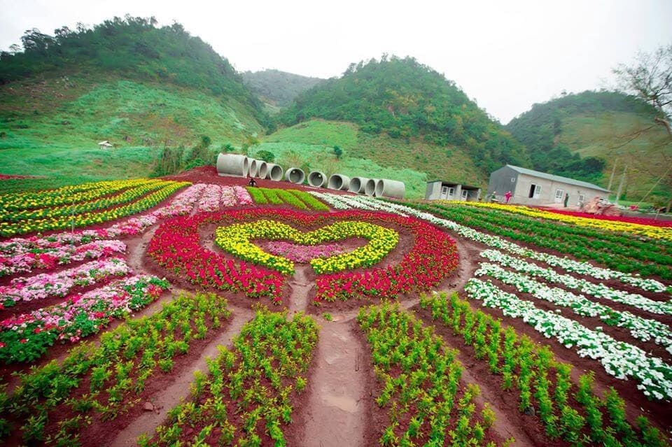du lịch mộc châu Happy Land Mộc Châu rực rỡ sắc hoa, là địa điểm check-in đầy màu sắc khi du lịch Mộc Châu