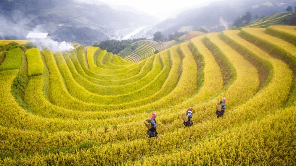 Mùa thu Sapa se lạnh, trời trong xanh, ruộng bậc thang vàng óng thơ mộng