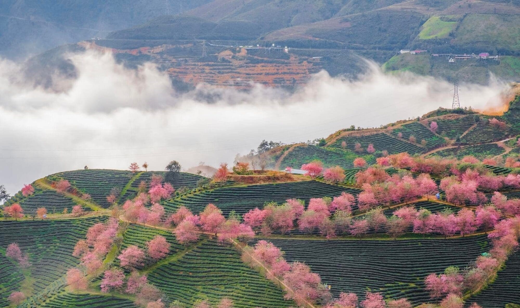Mùa xuân Sapa rực rỡ sắc hoa, không khí trong lành, tràn đầy sức sống
