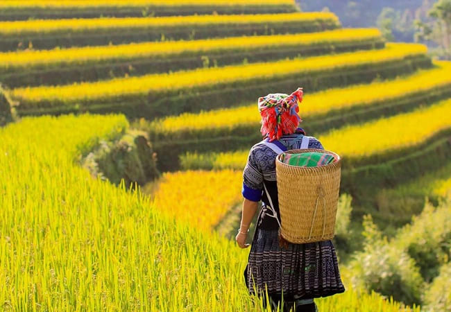 Cao Bằng mùa lúa chín vàng rực ruộng bậc thang, đẹp như tranh vẽ giữa núi non trùng điệp