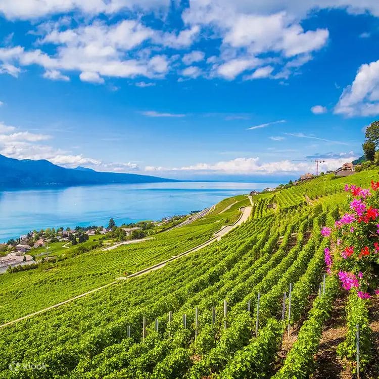 du lịch thụy sĩ Vườn nho Lavaux trải dài bên hồ, đẹp mê hoặc lòng người