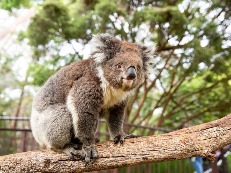 Sở thú Melbourne – mãn nhãn với thiên đường động vật hoang dã giữa lòng thành phố