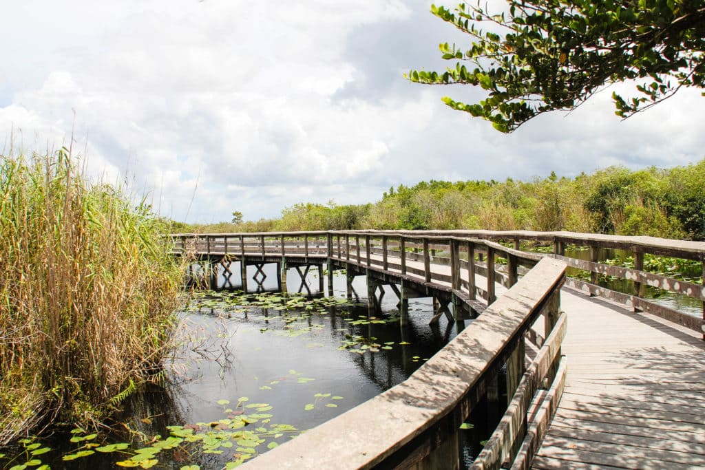 miami Công viên quốc gia Everglades – vùng đất ngập nước hoang sơ, nổi tiếng với cá sấu và hệ sinh thái độc đáo bậc nhất nước Mỹ