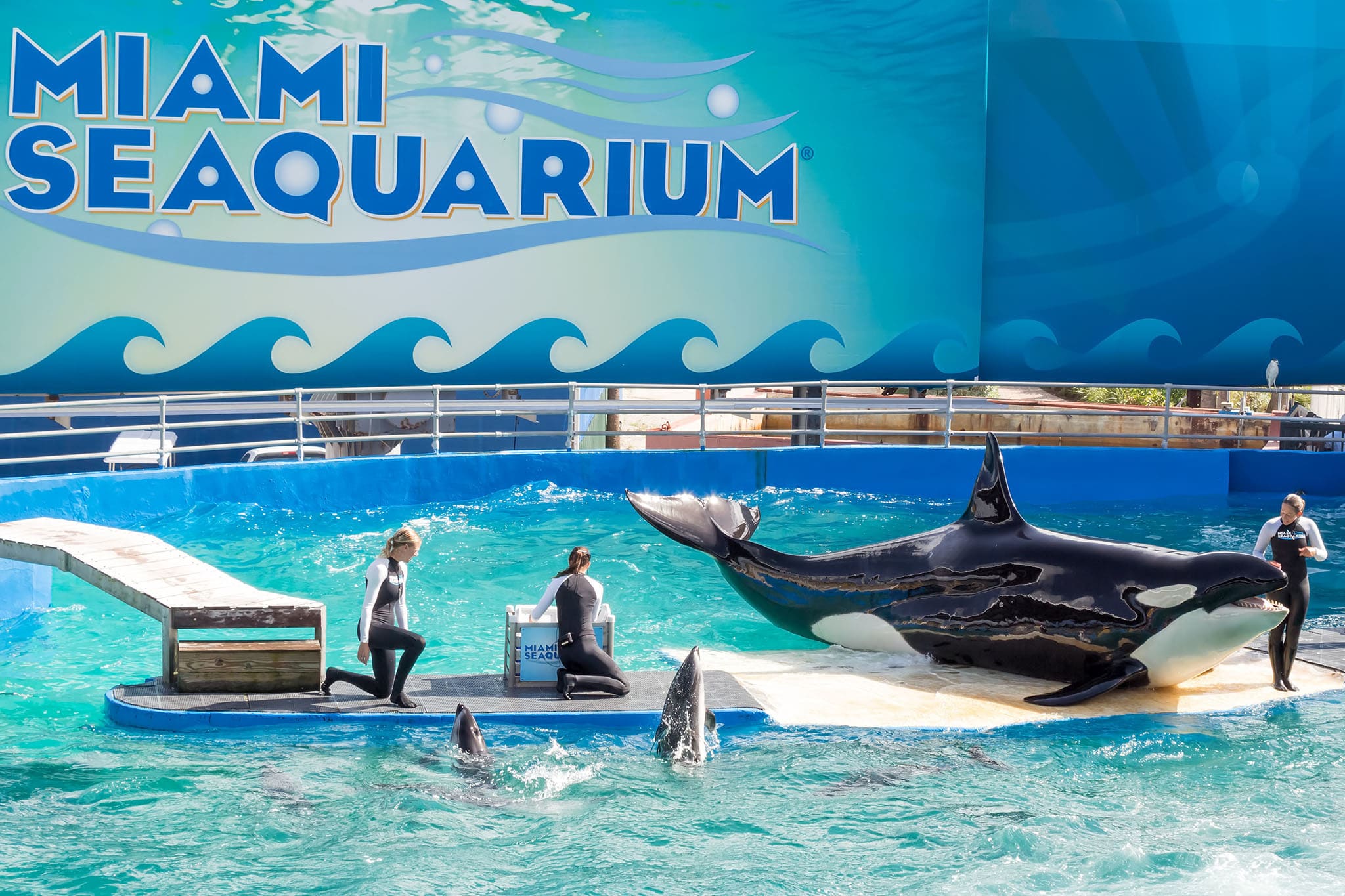 miami Miami Seaquarium – thế giới đại dương sống động với màn trình diễn cá heo và sinh vật biển đặc sắc