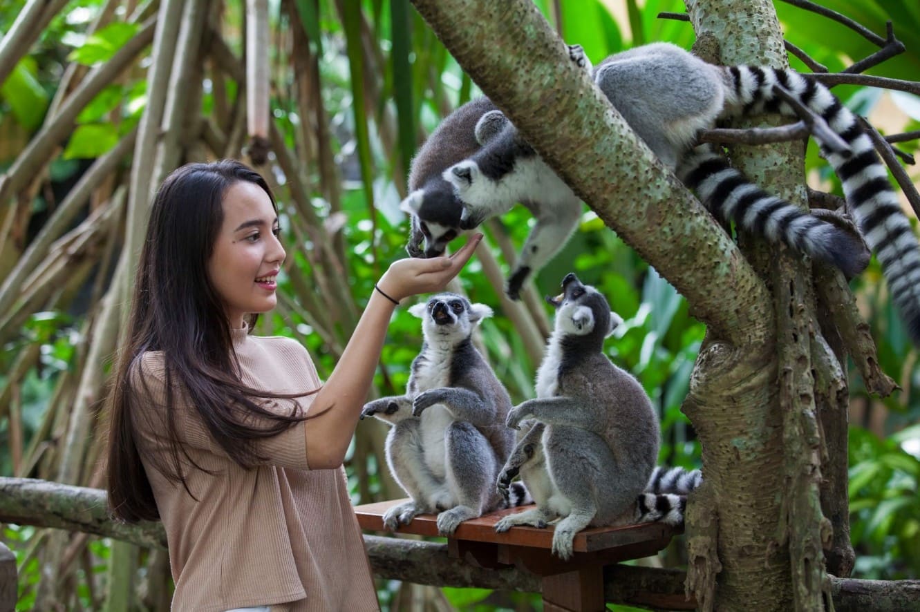 Bali Zoo – vườn thú hoang dã hấp dẫn, nơi bạn khám phá hơn 60 loài động vật độc đáo