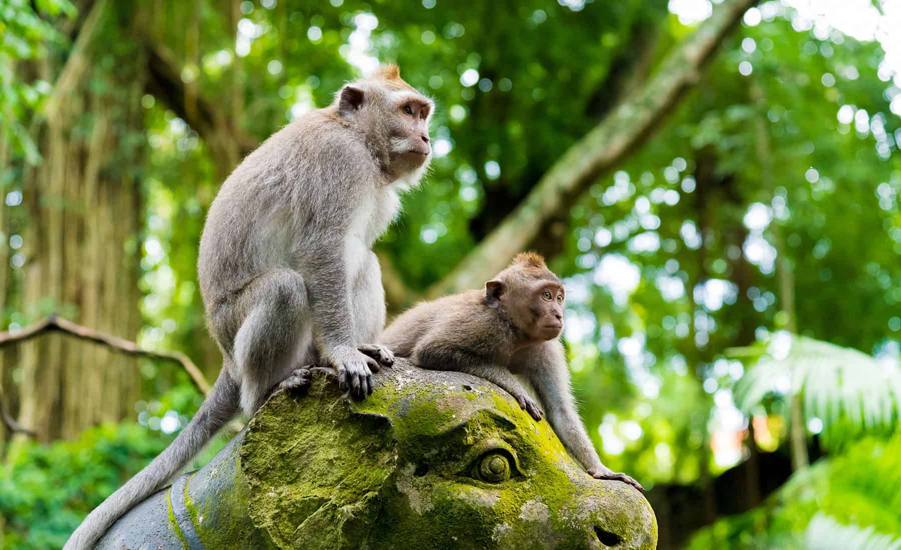 Rừng Khỉ Ubud – khu rừng xanh mát, nơi hàng ngàn chú khỉ tinh nghịch sinh sống giữa không gian linh thiêng