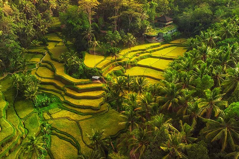 Ruộng bậc thang Tegalalang – bức tranh xanh mướt huyền thoại của Bali