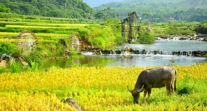 du lịch pù luông Suối Chàm là dòng suối trong xanh giữa rừng, lý tưởng để thư giãn và chèo bè