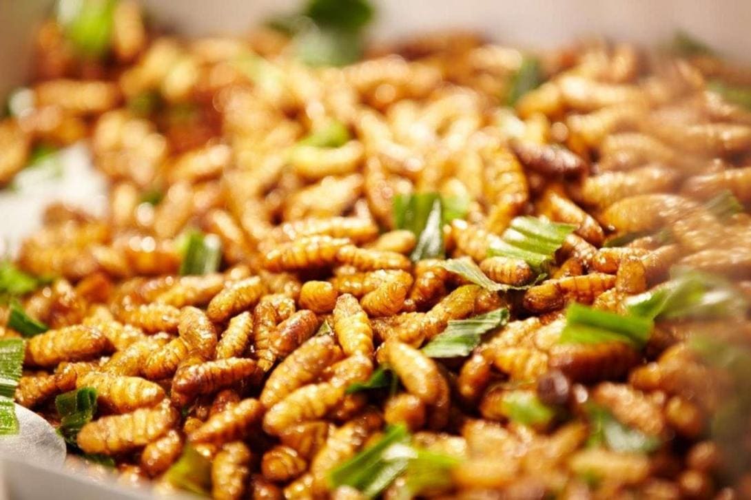 Nhộng ong rừng Tây Bắc béo ngậy, ngọt nhẹ và rất lạ miệng
