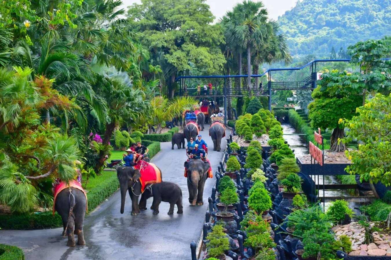 Xem màn biểu diễn voi đặc sắc tại Nong Nooch
