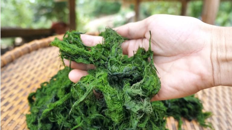 Rêu đá nướng Tây Bắc mềm béo, thơm vị sả ớt và hương núi rừng
