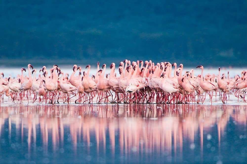 kinh nghiệm du lịch châu phi Hồ Nakuru nổi bật với hàng ngàn hồng hạc tạo nên khung cảnh rực rỡ