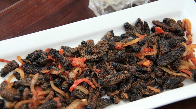 kinh nghiệm du lịch châu phi Mopane worms là món sâu giàu protein, đặc sản độc đáo của Châu Phi