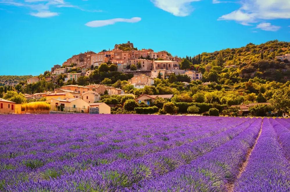 Provence mê hoặc du khách với những cánh đồng hoa oải hương tím ngát trải dài bất tận