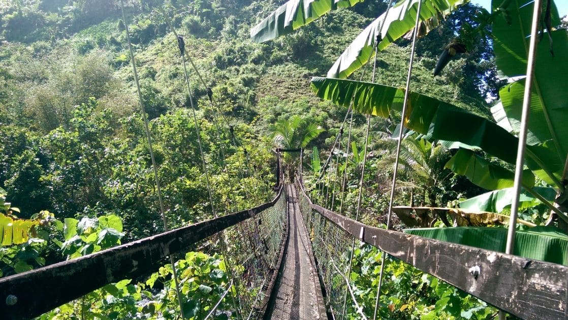 Trekking xuyên rừng, hòa mình vào thiên nhiên xanh mát trên Đảo Taveuni