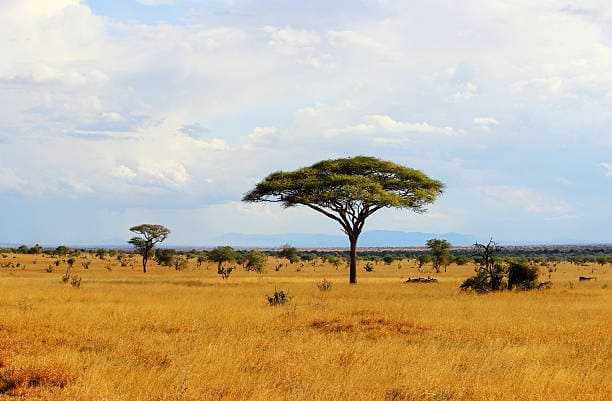 Khám phá Đồng cỏ Savannah – Thiên đường động vật hoang dã châu Phi 
