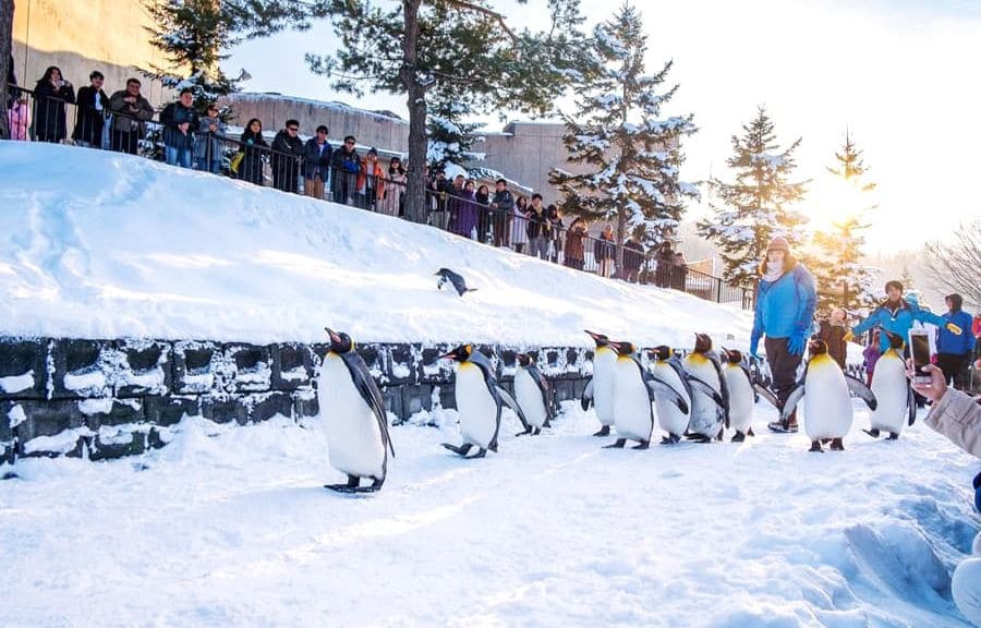 Hokkaido nổi tiếng với tuyết trắng, những khu trượt tuyết và cảnh sắc mùa đông tuyệt đẹp