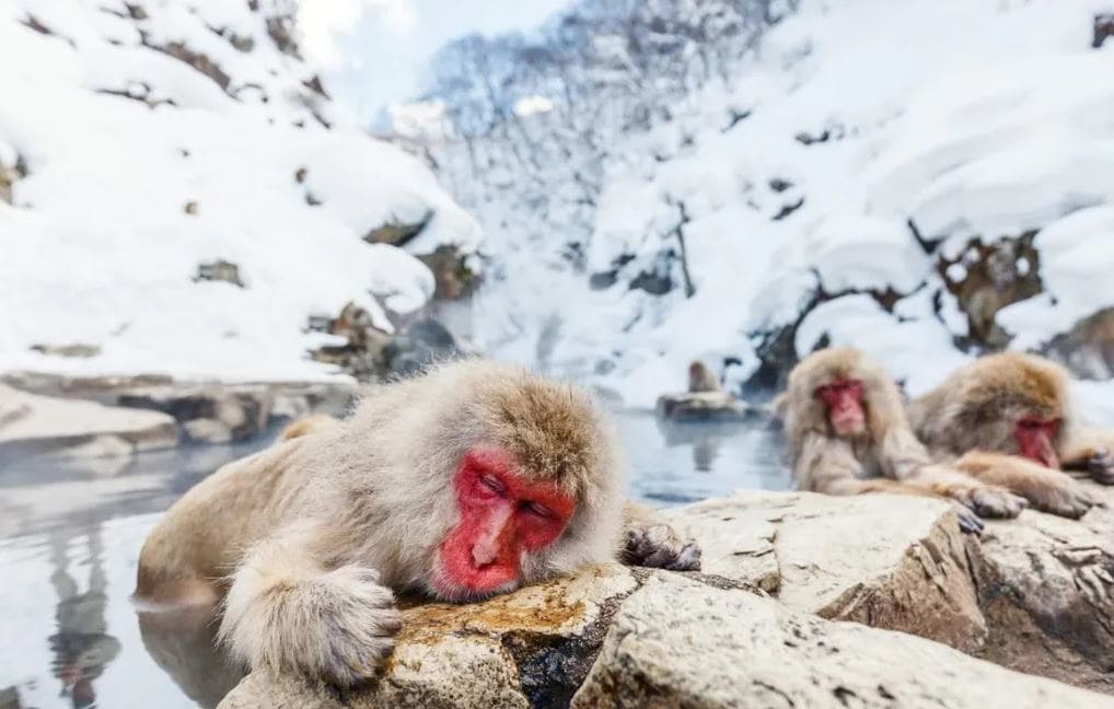 Nagano nổi tiếng với khung cảnh tuyết trắng và trải nghiệm ngắm những chú khỉ Nhật Bản ngâm mình trong suối nước nóng giữa mùa đông